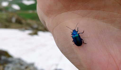 blue-bug