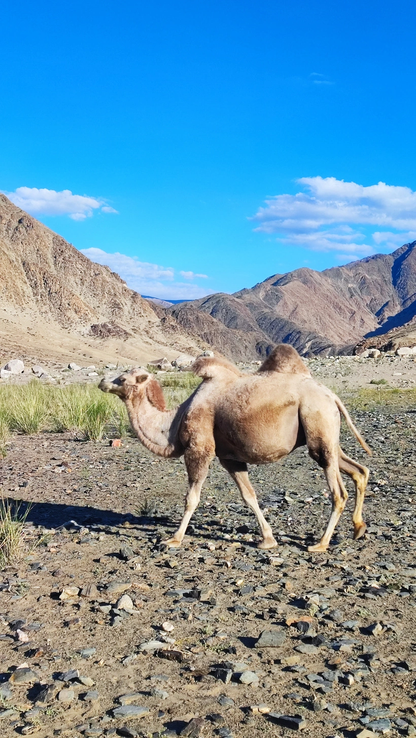 Camel
